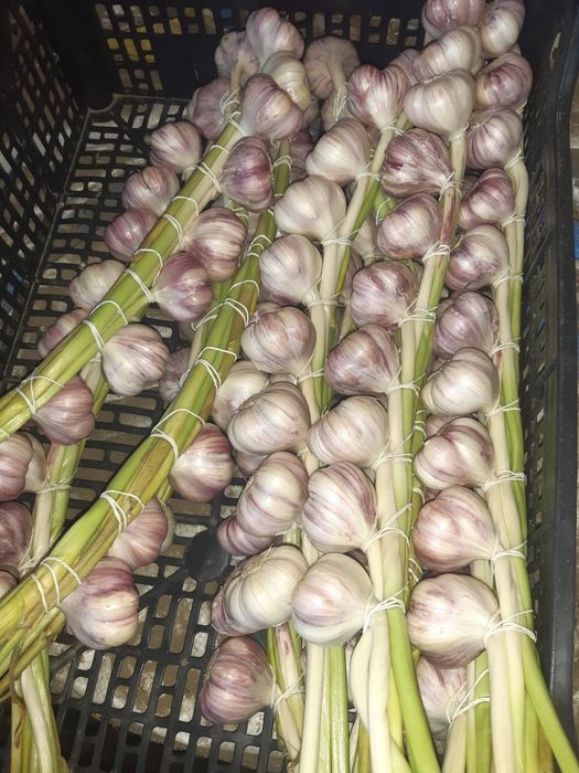 Czosnek Polski odmiana harnaś