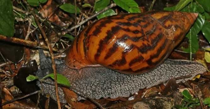 Ахатіна різних окрасів від 1 см