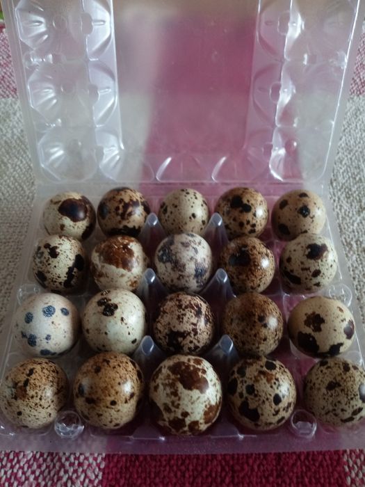 Перепелиние яйця