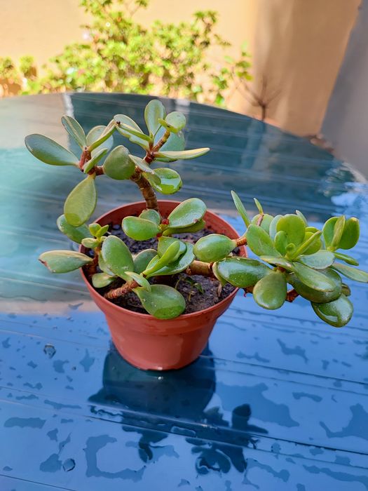 Planta da prosperidade