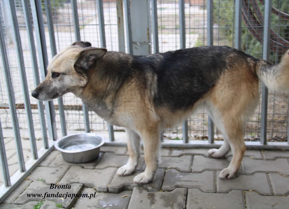 Bronia - sunia w typie owczarka