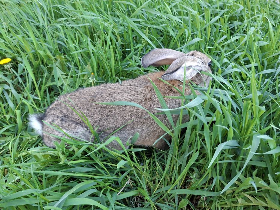 Продам кролики . Самчики породи  панон та прості .