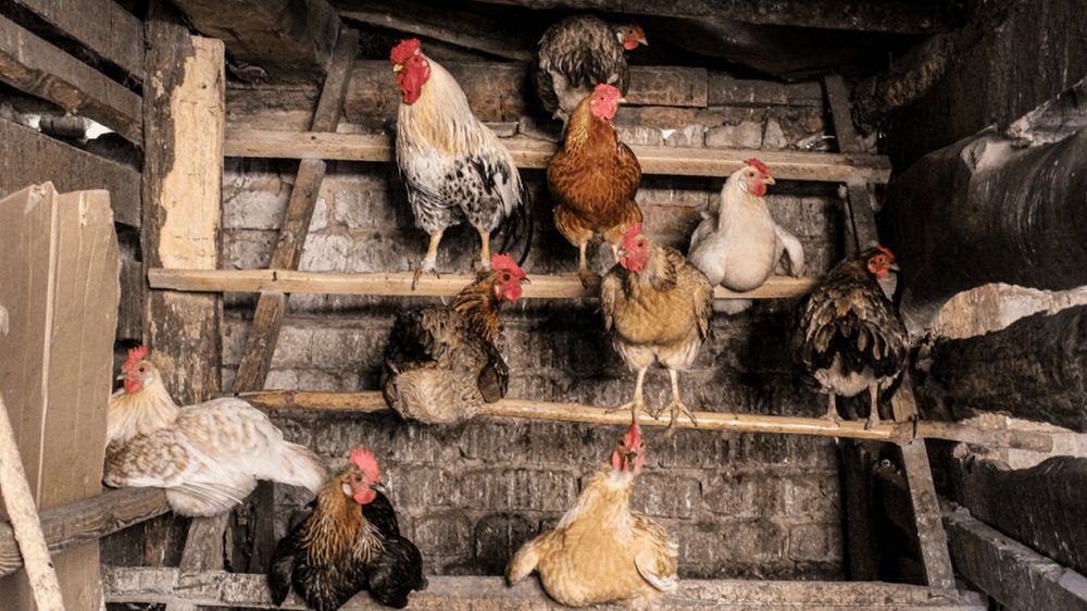 Конотоп! КУРИ НЕСУШКИ! доставка безкоштовна!