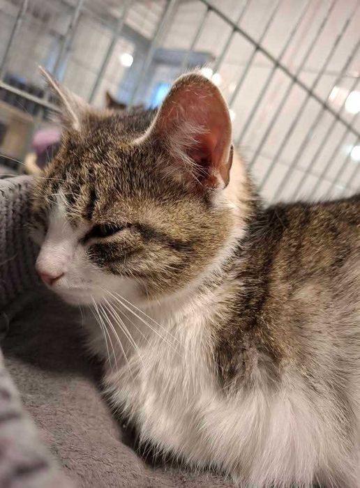 Verona o oryginalnym futerku czeka na dom w częstochowskim schronisku