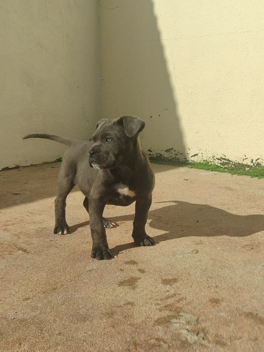 Cane Corso com lop e afixo