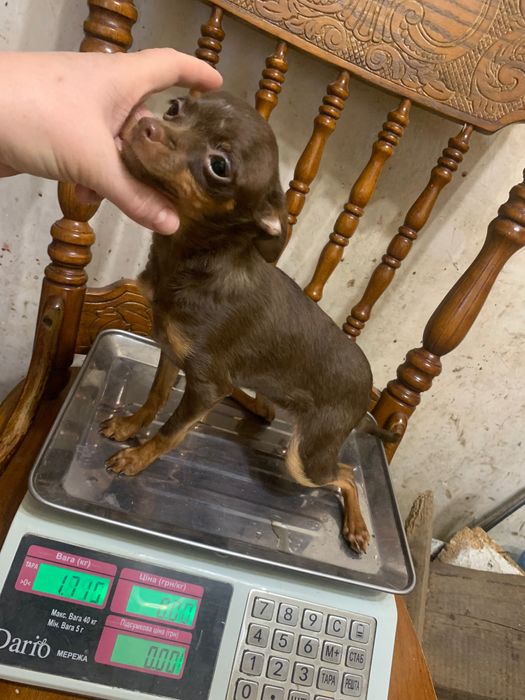 Дівчинка той  тер‘єр.