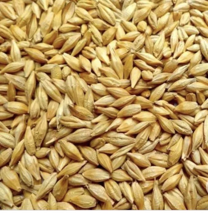 Посівний ячмінь чистий