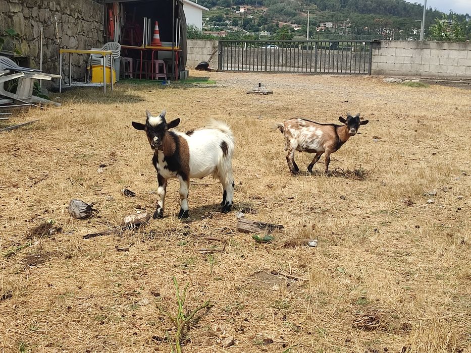 Cabrito Anão - 5 Meses