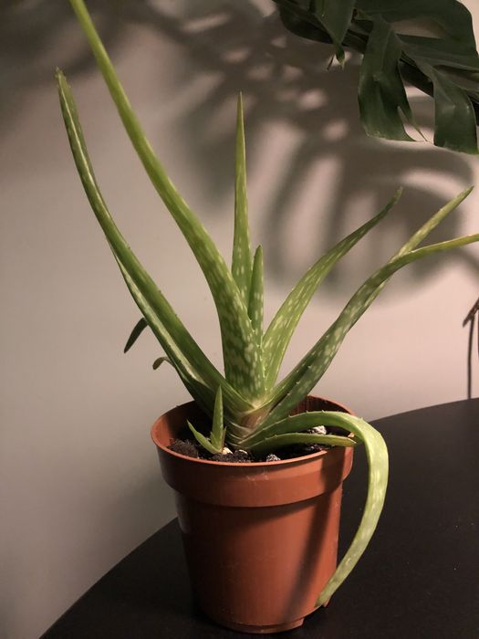 Aloes Aloe Vera w doniczce