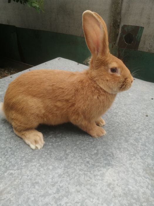 Продам кролики...