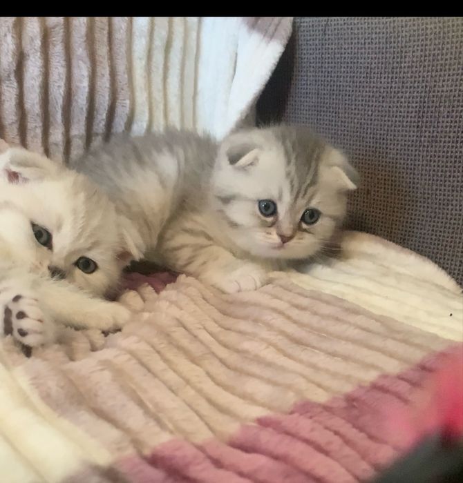 Сніжні, самі ніжні…