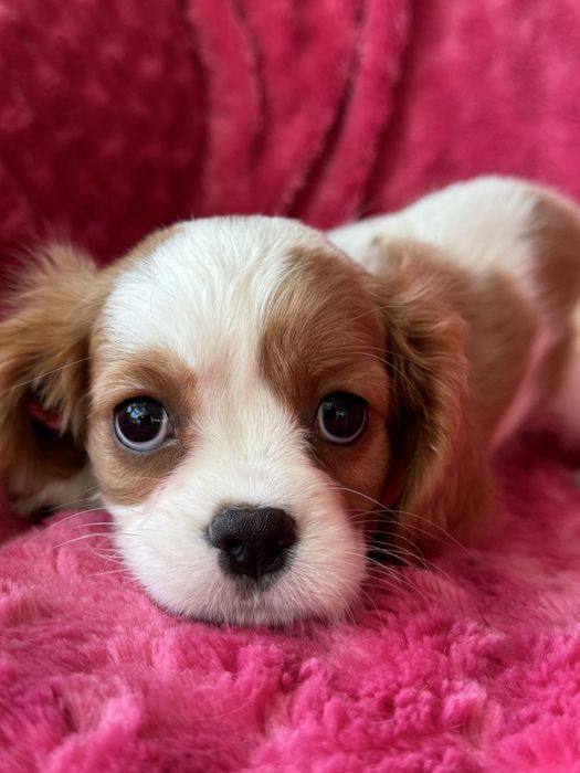 Sunia blenheim - Cavalier King Charlesn Spaniel