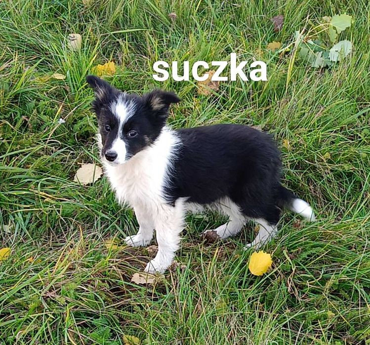 Border collie suczka