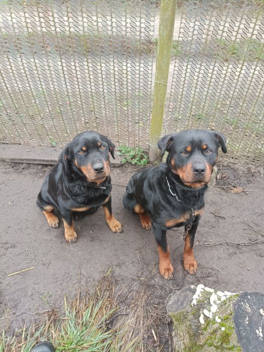 Песики ротвейлера