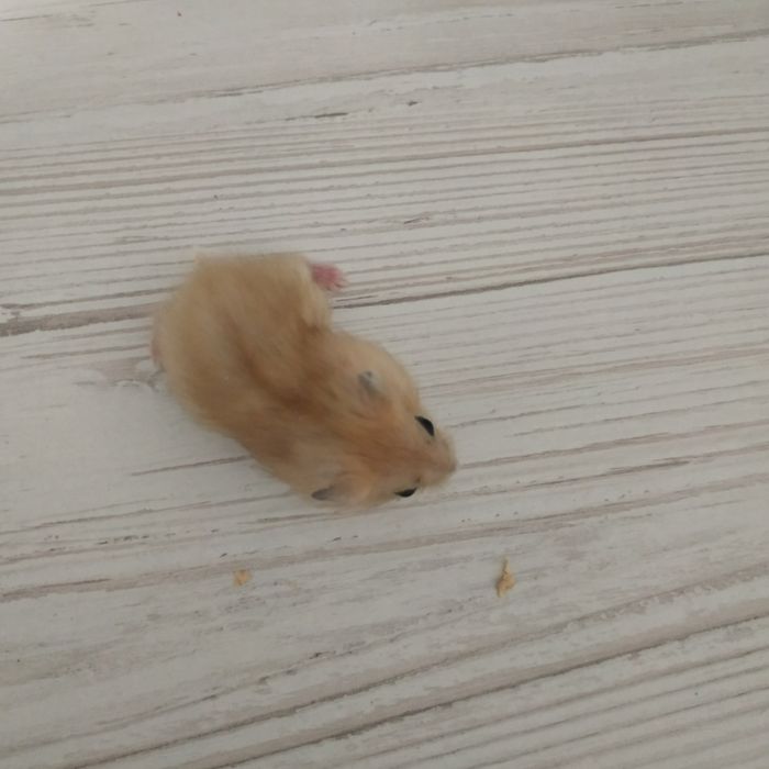 Купить хомяков в Харькове с клеткой доставкой джунгарский хомяк хомяки