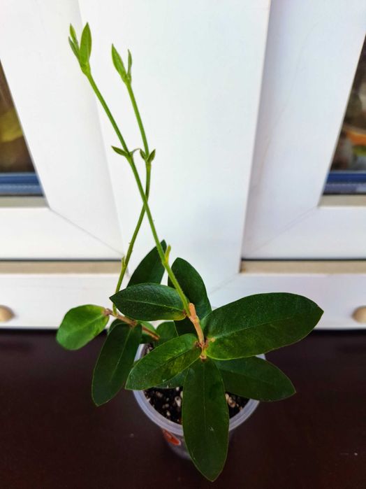 Hoya densifolia - ukorzeniona.