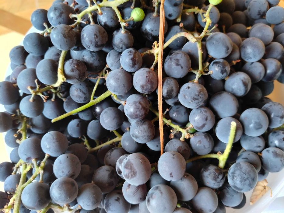 Winogrono ciemne
