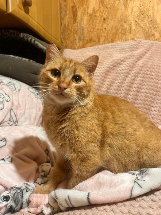 Cudowna kotka do adopcji