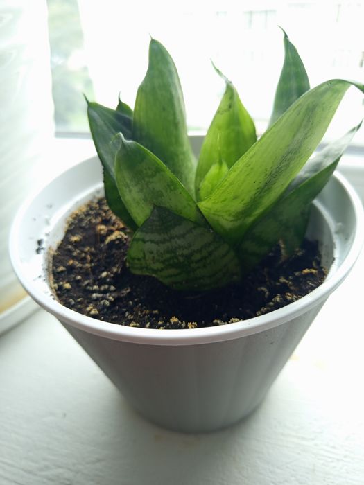 Спатифілум та Сансев'єрія