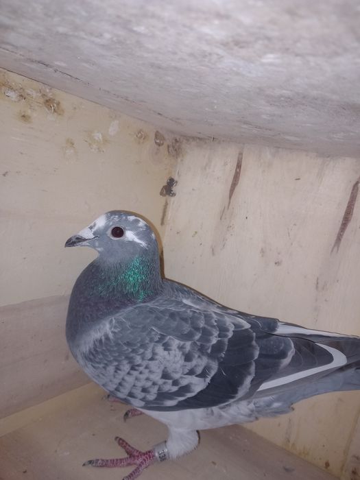 Sprzedam gołębie pocztowe