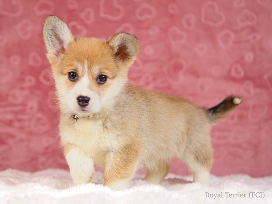 suczka Welsh Corgi Pembroke ZKWP/FCI po championie