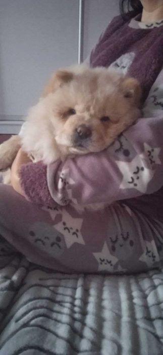 Продам цуценя чау-чау