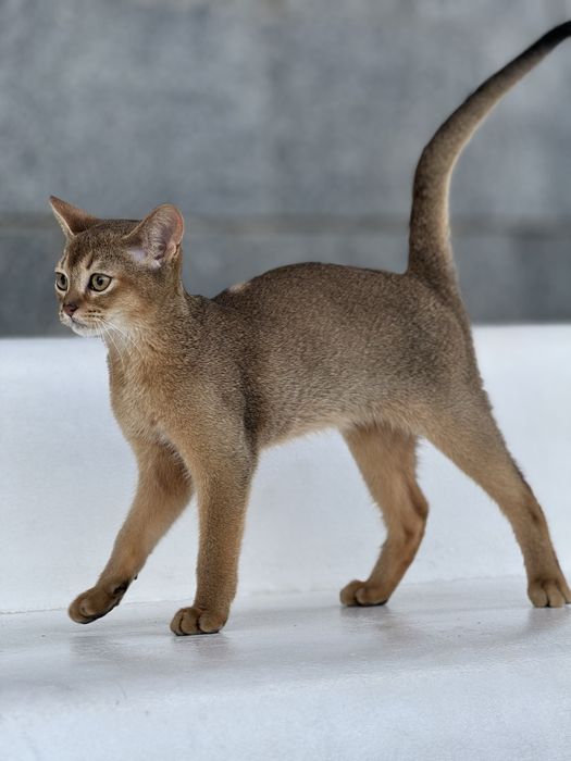 Шикарний хлопчик чекає на люблячу родину