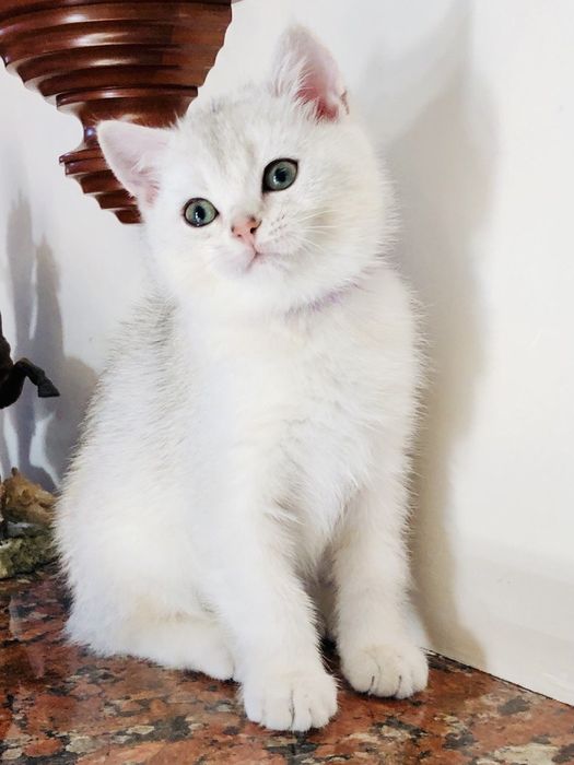 Серебристі кошенята хлопчики
Вік 2 міс. Вже самостійно їдять, ходя