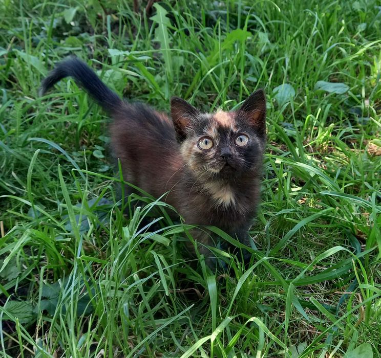 Віддам у добрі руки кошеня