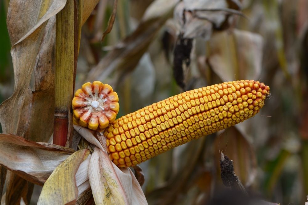 KOZACKA Kukurydza 80 tyś Ziarno