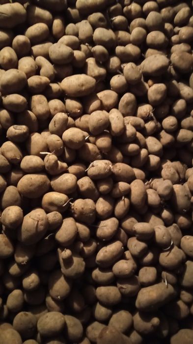 Ziemniaki. Soraya 0,50gr/ 1 kg