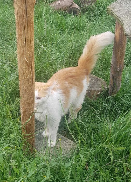 Karolek kocurek do adopcji