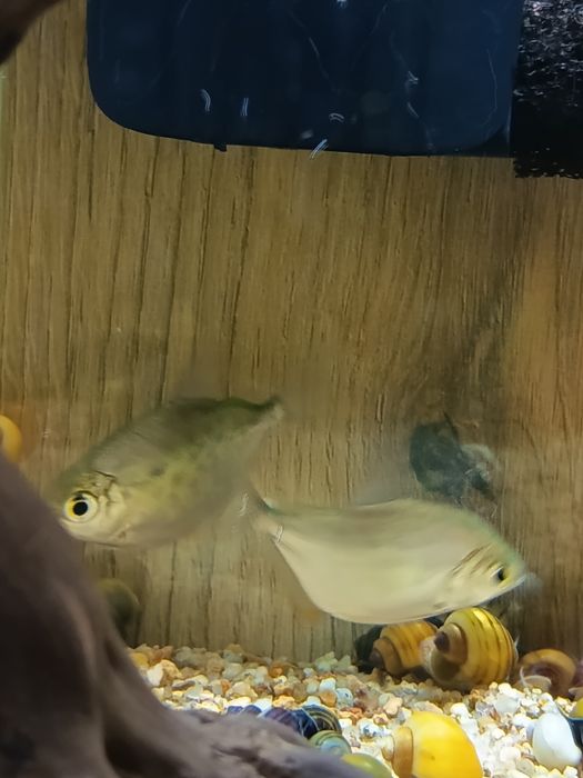 Vendo metynnis hypsauchen, Pacu 8€ cada