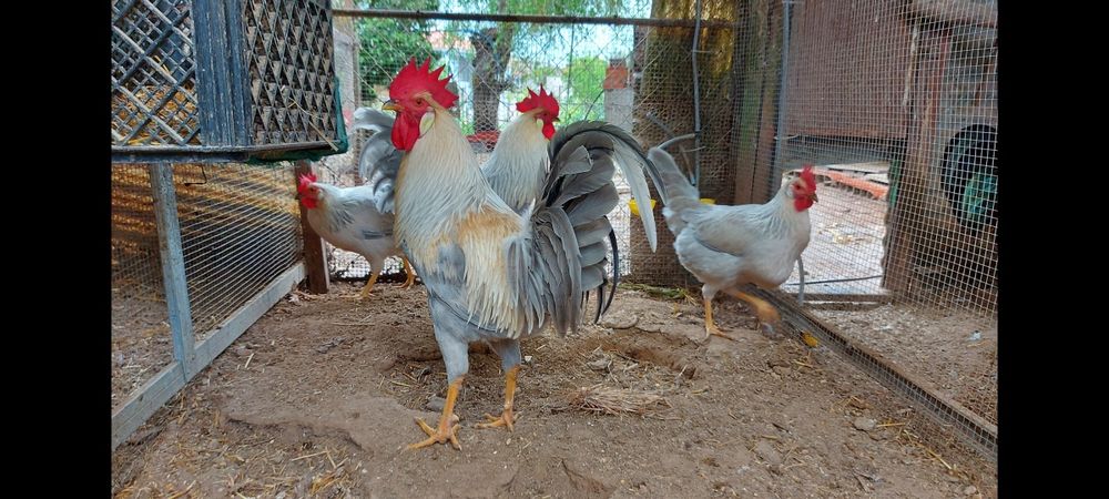 Ovos galados galinhas leghorn Isabela e brown