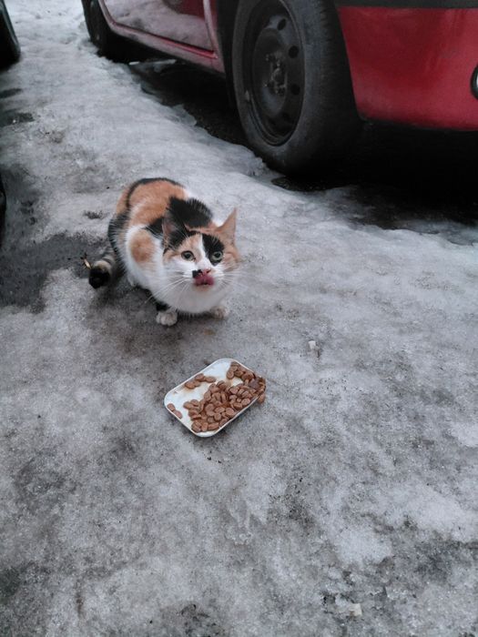 Віддам кицю в добрі руки