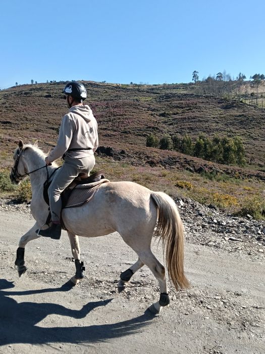 Égua palomina montada