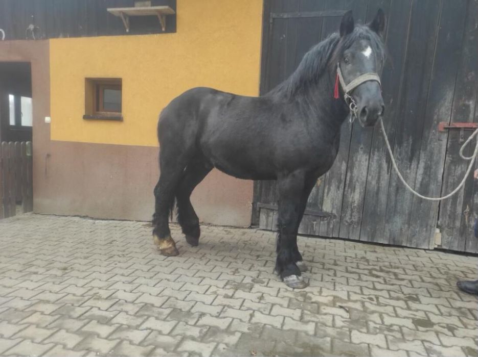 Sprzedam ogiera zimnokrwistego