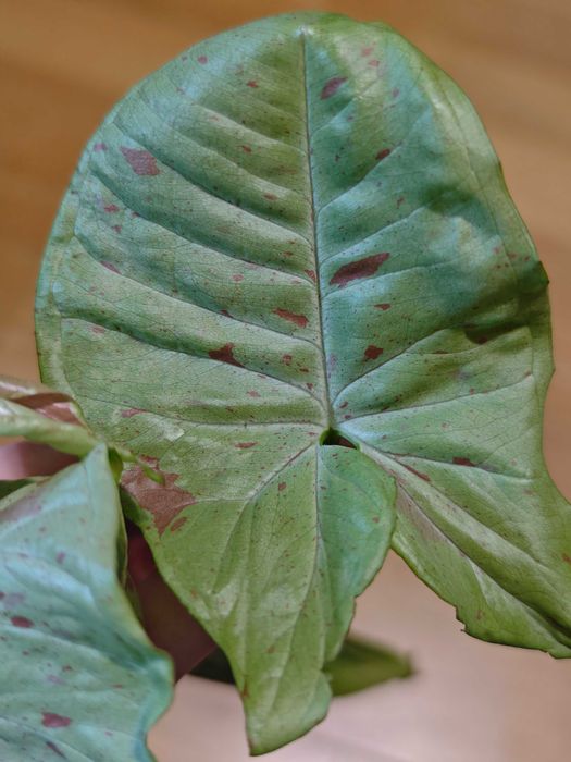 Syngonium Milk Confetti