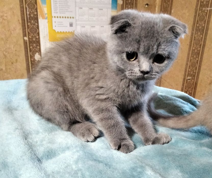 Мальчик шотландский скоттиш фолд