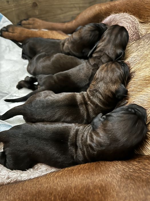 Szczenieta posokowiec bawarski