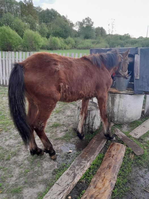 Продаю кобилка  спокіна