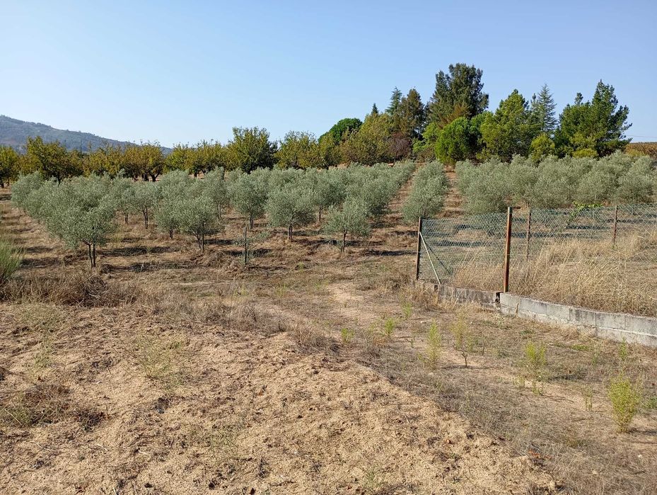 Quinta com 3 casas, vinha, olival e água em abundância, inclui recheio