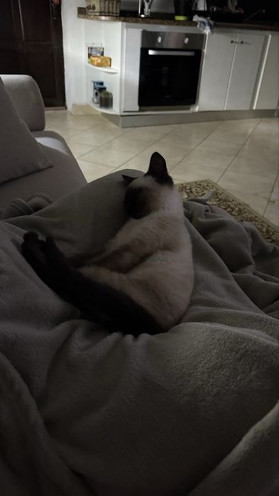 Samsung galaxy tab A7