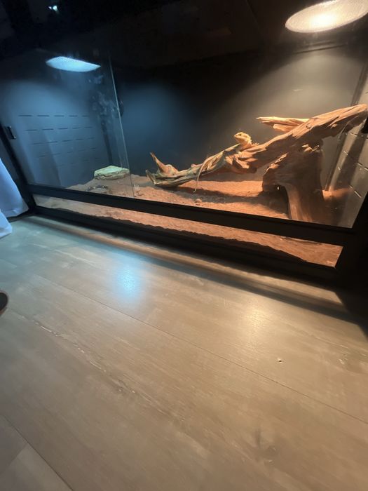 Terarrium razem z agamą brodatą