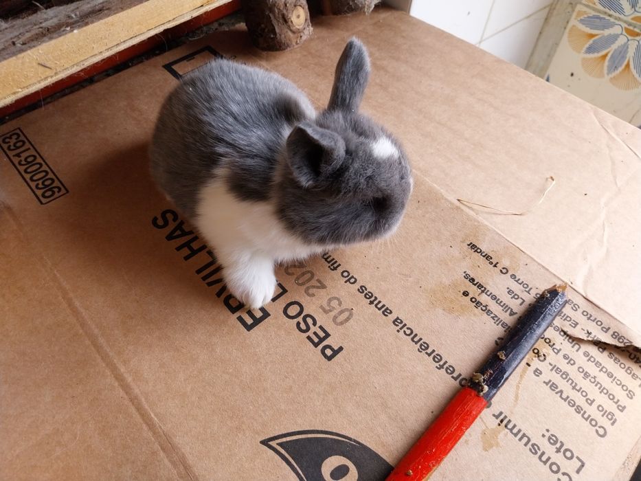 Coelhos anões minilop ourulhudos