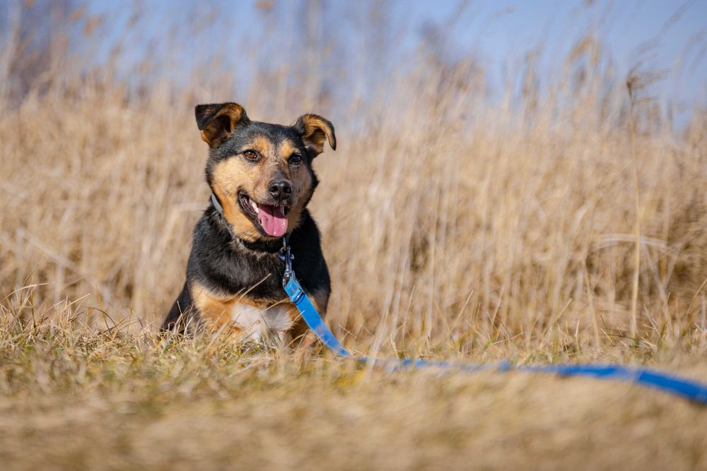 Mieszko pies adopcja schronisko