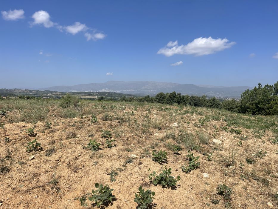 Terreno-Quinta em Caria 5 Hectares Vinha Rustico/Urbano