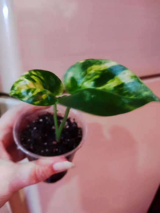 Эпипремнум пинатум Голдфингер, эпипремнум Марбл вариегата