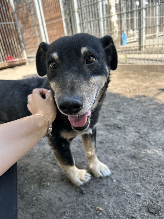 Marty senior do adopcji Kalisz Poznan Wroclaw Lodz