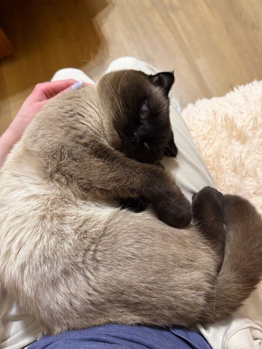 Продається сіамський котик